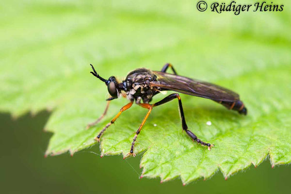 Dioctria rufipes (Höcker-Habichtsfliege) Männchen, 4.6.2006