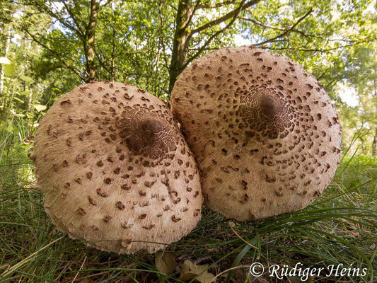 Macrolepiota procera (Parasol oder Riesenschirmpilz), 6.8.2017