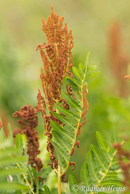 Osmunda regalis (Königsfarn), 10.7.2019