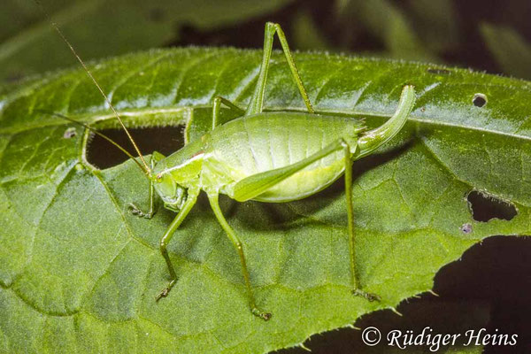 Isophya kraussii (Gemeine Plumpschrecke) Weibchen