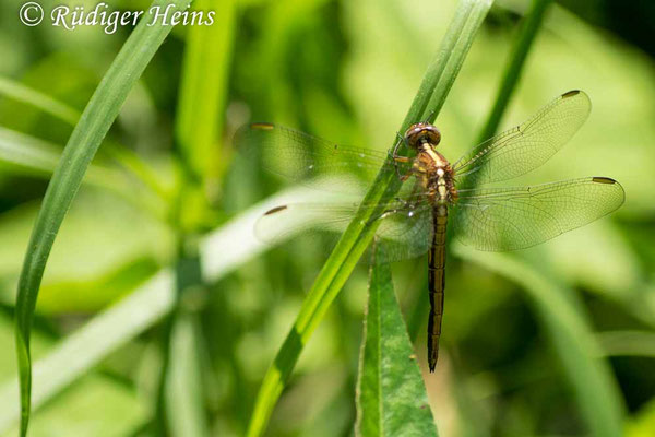 Nesciothemis farinosa, Eastern Blacktail, Weibchen