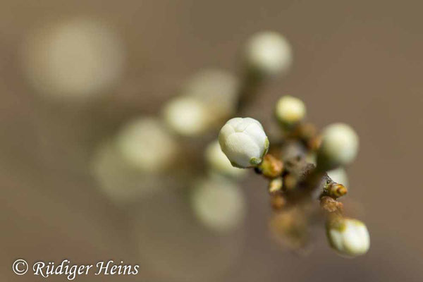 Knospen der Schlehe, 8.4.2025 - Makroobjektiv 100mm f/2.8