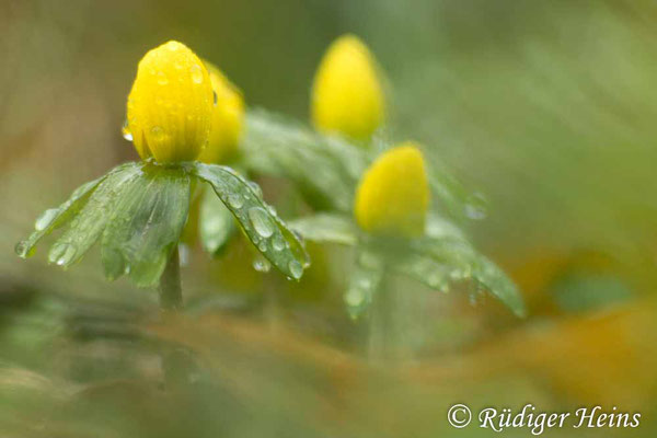 Eranthis hyemalis (Winterling), 31.1.2025
