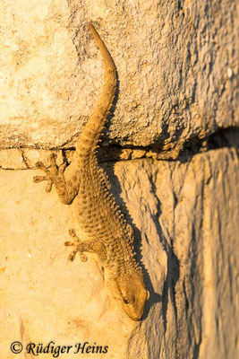 Tarentola mauretanica (Mauergecko), 25.9.2019