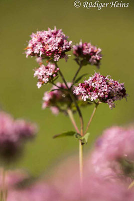 Origanum vulgare (Echter Dost), 7.7.2020