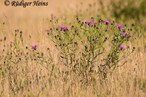 Centaurea jacea (Wiesen-Flockenblume), 26.6.2022