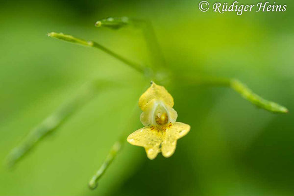 Impatiens parviflora (Kleines Springkraut), 27.7.2023