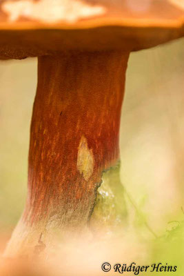 Neoboletus erythropus (Flockenstieliger Hexen-Röhrling), 31.10.2022