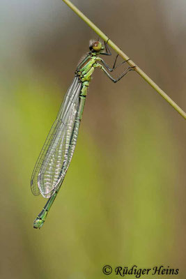 Erythromma viridulum (Kleines Granatauge) Weibchen, 30.6.2007
