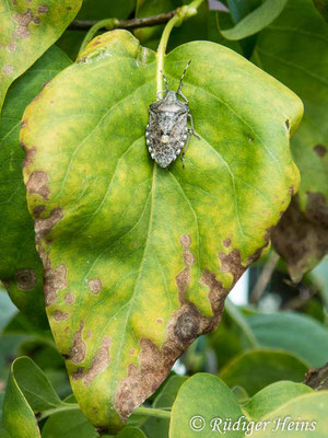 Rhaphigaster nebulosa (Graue Gartenwanze), 3.10.2019