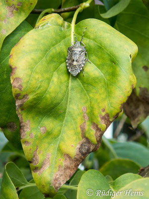 Rhaphigaster nebulosa (Graue Gartenwanze)