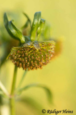 Nickender Zweizahn (Bidens cernua), 4.9.2022 - Makroobjektiv 100mm f/2,8