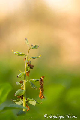 Hohler Lerchensporn (Corydalis cava) Fruchtstand, 19.4.2023 - Makroobjektiv 100mm f/2.8