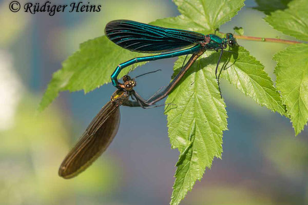 Blauflügel-Prachtlibelle (Calopteryx virgo) Paarung, 22.6.2023 - Makroobjektiv 180mm f/3.5