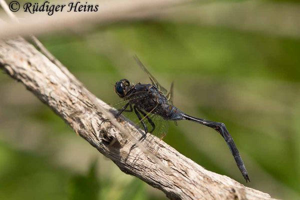 Orthetrum trinacria (Langer Blaupfeil) Männchen