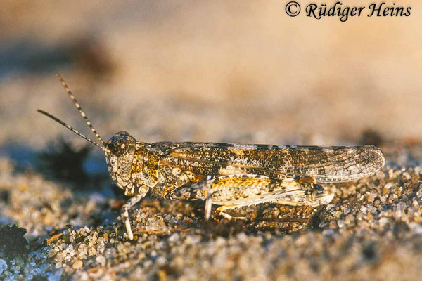 Sphingonotus caerulans (Blauflügelige Sandschrecke) Männchen