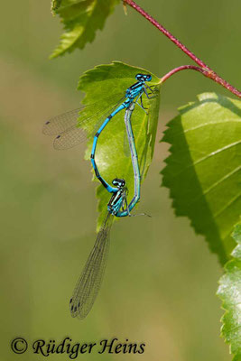 Coenagrion puella (Hufeisen-Azurjungfer) Paarung, 1.6.2018