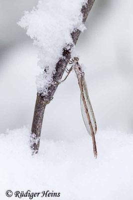 Gemeine Winterlibelle (Sympecma fusca) Männchen, 10.3.2023 - Makroobjektiv 180mm f/3.5