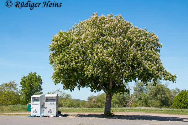 Aesculus hippocastanum (Gewöhnliche Rosskastanie), 11.5.2025
