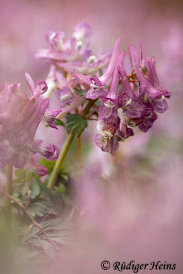Corydalis solida (Gefingerter Lerchensporn), 31.3.2024
