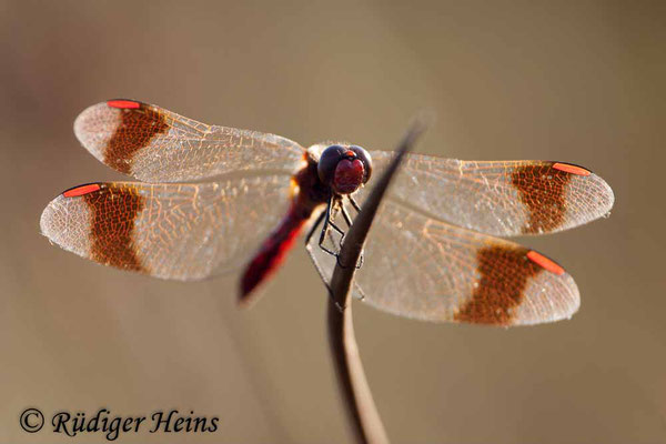 Sympetrum pedemontanum (Gebänderte Heidelibelle) Männchen, 19.8.2009