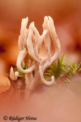 Ramaria sp. (Korallenpilz), 7.11.2015