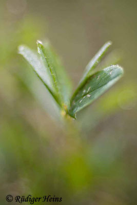 Astragalus glycyphyllos (Bärenschote)