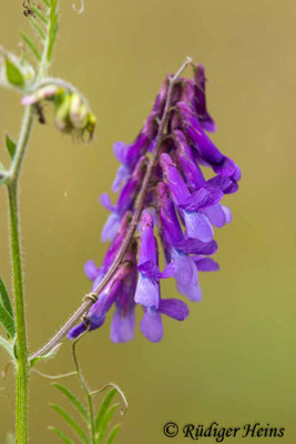 Vicia cracca (Vogel-Wicke)