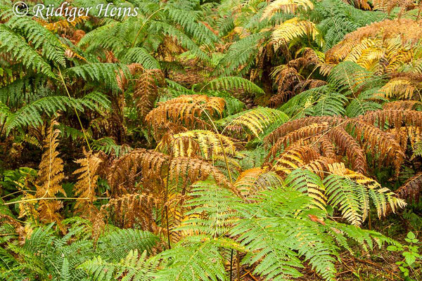 Pteridium aquilinum (Adlerfarn), 28.8.2010