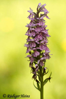 Dactylorhiza praetermissa (Übersehene Fingerwurz), 28.6.2016