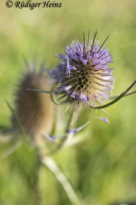 Dipsacus fullonum (Wilde Karde), 7.9.2025