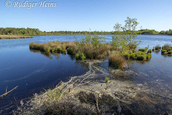 Leucorrhinia rubicunda (Nordische Moosjungfer) Habitat, 15.5.2025