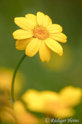 Glebionis segetum (Saat-Wucherblume)