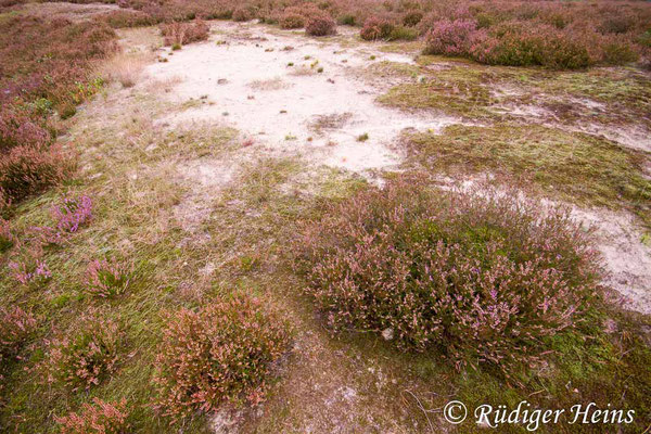 Tetrix undulata (Gemeine Dornschrecke) Habitat, 16.9.2017