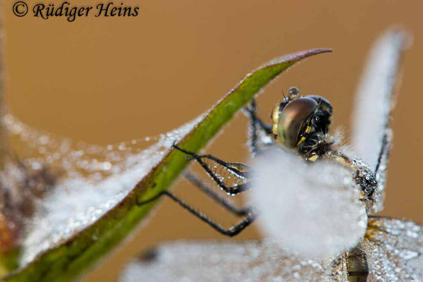 Sympetrum danae (Schwarze Heidelibelle) Weibchen, 6.9.2021