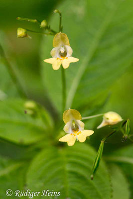 Impatiens parviflora (Kleines Springkraut), 29.7.2016