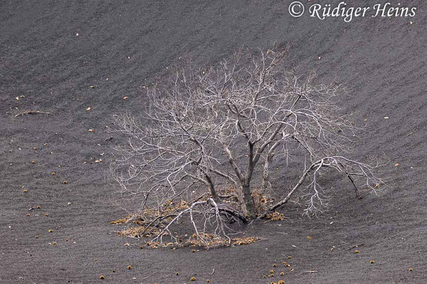 Abgestorbener Baum, 27.11.2024 - Zoom 18-400mm f/3.5-6.3