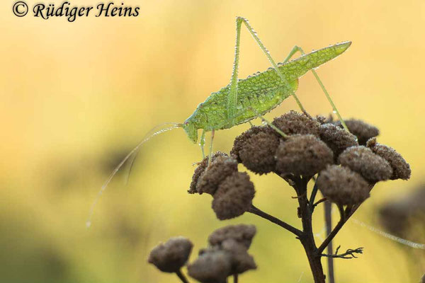 Phaneroptera falcata (Gemeine Sichelschrecke) Weibchen