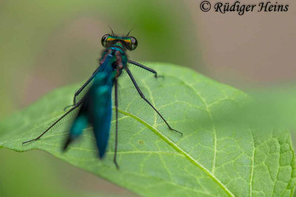 Blauflügel-Prachtlibelle (Calopteryx virgo) Männchen, 30.6.2023 - Makroobjektiv 180mm f/3.5