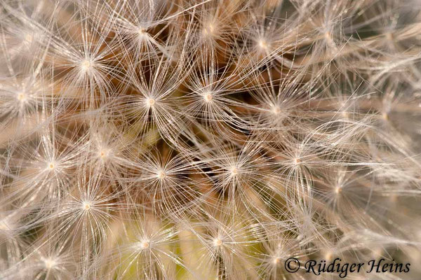 Taraxacum officinale (Gewöhnlicher Löwenzahn), 11.5.2009