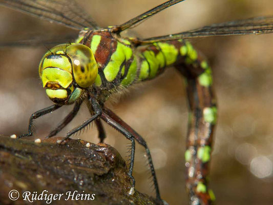 Aeshna cyanea, Blaugrüne Mosaikjungfer, Eiablage
