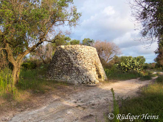 Podarcis sicula (Ruineneidechse) Lebensraum Trullo, 24.9.2019