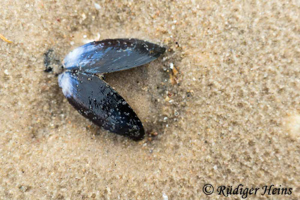 Mytilus edulis (Gemeine Miesmuschel), 15.4.2023