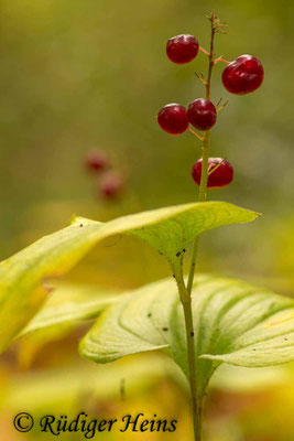 Maianthemum bifolium (Zweiblättrige Schattenblume)