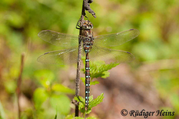 Aeshna juncea (Torf-Mosaikjungfer) Männchen, 20.8.2011