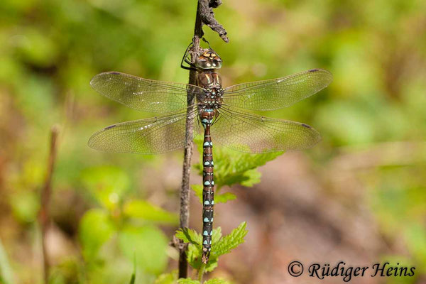Aeshna juncea, Torf-Mosaikjungfer, Männchen