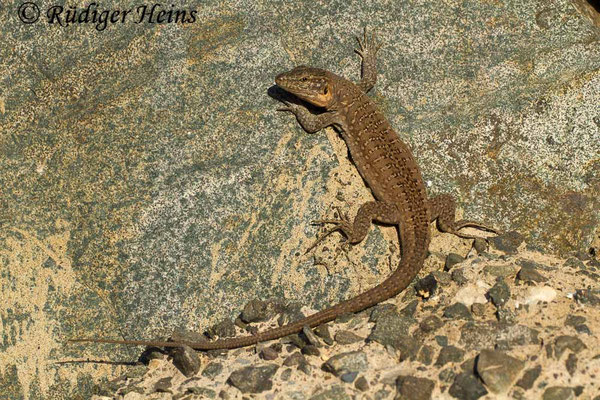 Gallotia stehlini (Gran-Canaria-Rieseneidechse) Weibchen