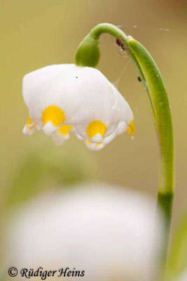 Leucojum vernum (Frühlingsknotenblume oder Märzenbecher)
