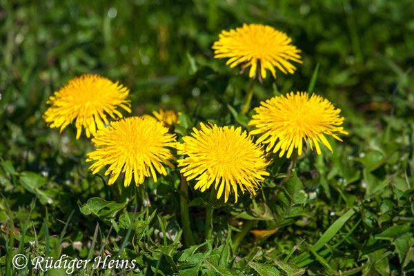 Taraxacum officinale (Gewöhnlicher Löwenzahn), 19.4.2019