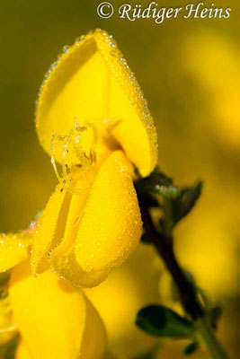 Cytisus scoparius (Besenginster)